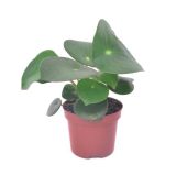 ZELENA RASTLINA POPROVKA L9