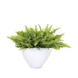 ZELENA RASTLINA PRAPROT V OKRASNEM LONCU L18