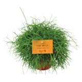 RIPSALIS CASSUTA CORAL BREEZE L10.5