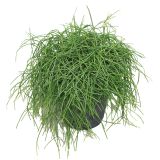 ZELENA RASTLINA RIPSALIS