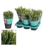 ZELENA RASTLINA RIPSALIS