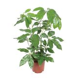 ZELENA RASTLINA ŠEFLERA