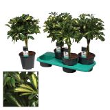 ZELENA RASTLINA ŠEFLERA