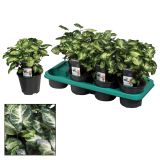 ZELENA RASTLINA SINGONIJ