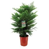 ZELENA RASTLINA SOBNA SMREKA