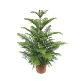 ZELENA RASTLINA SOBNA SMREKA L17