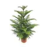 ZELENA RASTLINA SOBNA SMREKA L22