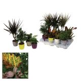 SUKULENT SOČNICE L7