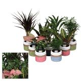 SUKULENT SOČNICE L7