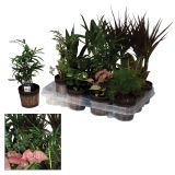 SUKULENT SOČNICE L7