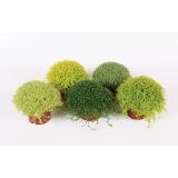 SOBNA ZELENA RASTLINA SOLEIROLIA MIX