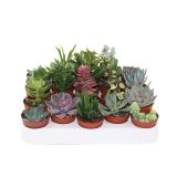 ZELENA RASTLINA SUKULENTE MIX L5.5