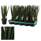 ZELENA RASTLINA TAŠČIN JEZIK