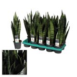 ZELENA RASTLINA TAŠČIN JEZIK