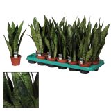 ZELENA RASTLINA TAŠČIN JEZIK