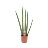 TAŠČIN JEZIK CYLINDRICA L17