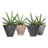 ZELENA RASTLINA TAŠČIN JEZIK CYLINDRICA SKYLINE