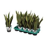 ZELENA RASTLINA TAŠČIN JEZIK LAURENTII