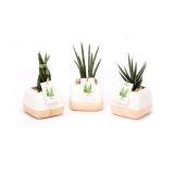 ZELENA RASTLINA TAŠČIN JEZIK V OKR.LONCU