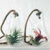 ZELENA RASTLINA TILLANDSIA V STEKLU ŽARNICA