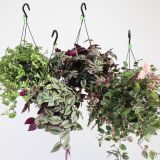 ZELENA RASTLINA TRADESKANCIJA