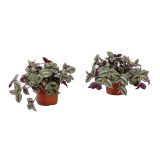 ZELENA RASTLINA TRADESKANCIJA