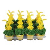 ZELENA RASTLINA VELIKA NOČ DREŽICA V OKRASNEM LONČKU