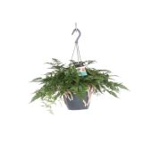 PRAPROT ZAJČJE TAČKE OBEŠANKA L17