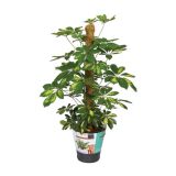 ZELENA RASTLINA ŽARKASTA ARALIJA GOLD CAPELLA