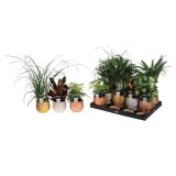 ZELENA RASTLINA ZELENI MIKS V OKRASNEM LONCU