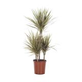 ZELENA RASTLINA ZMAJEVKA BICOLOR L21 45