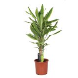 ZELENA RASTLINA ZMAJEVKA FRAGRANS GOLDEN L17