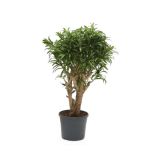 ZELENA RASTLINA ZMAJEVKA SONG OF JAMAICA