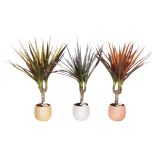 ZELENA RASTLINA ZMAJEVKA V OKRASNEM LONCU Z BLEŠČICAMI