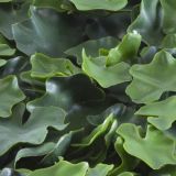 ZELENA STENA INTER CERAMIC BRAGA 50X50 CM POLIETILEN ZELENA