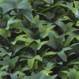 ZELENA STENA INTER CERAMIC CASCAIS 50X50 CM POLIETILEN ZELENA