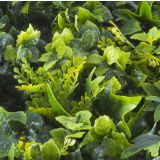 ZELENA STENA INTER CERAMIC COIMBRA 50X50 CM POLIETILEN ZELENA