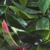 ZELENA STENA INTER CERAMIC PORTO 50X50 CM POLIETILEN ZELENA/RDEČA