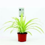 ZELENČICA L12 VARIEGATUM