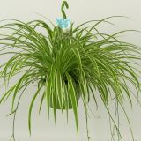 ZELENČICA V OBEŠANKI L21