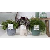 MIX ZELENIH RASTLIN MIX V LONCIH L12