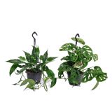 MIX ZELENIH RASTLIN MIX V OBEŠANKI L15