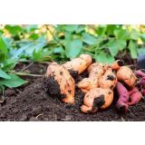 ZELENJAVNA SADIKA SLADKI KROMPIR L10 CM