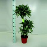 ZMAJEVKA JEDE JEWEL L21