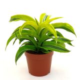 ZMAJEVKA COMP. LEMON L12