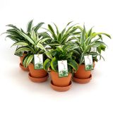 ZMAJEVKA DRAGON MIX V TERAKOTA LONČKU L13 CM