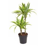 ZMAJEVKA LEMON LIME 2ST L19 CM