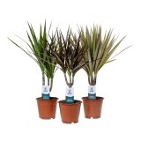 ZMAJEVKA MARGINATA L12 CM