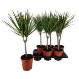 ZMAJEVKA MARGINATA L17 CM