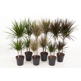 ZMAJEVKA MARGINATA MIX 2 ST L19 CM